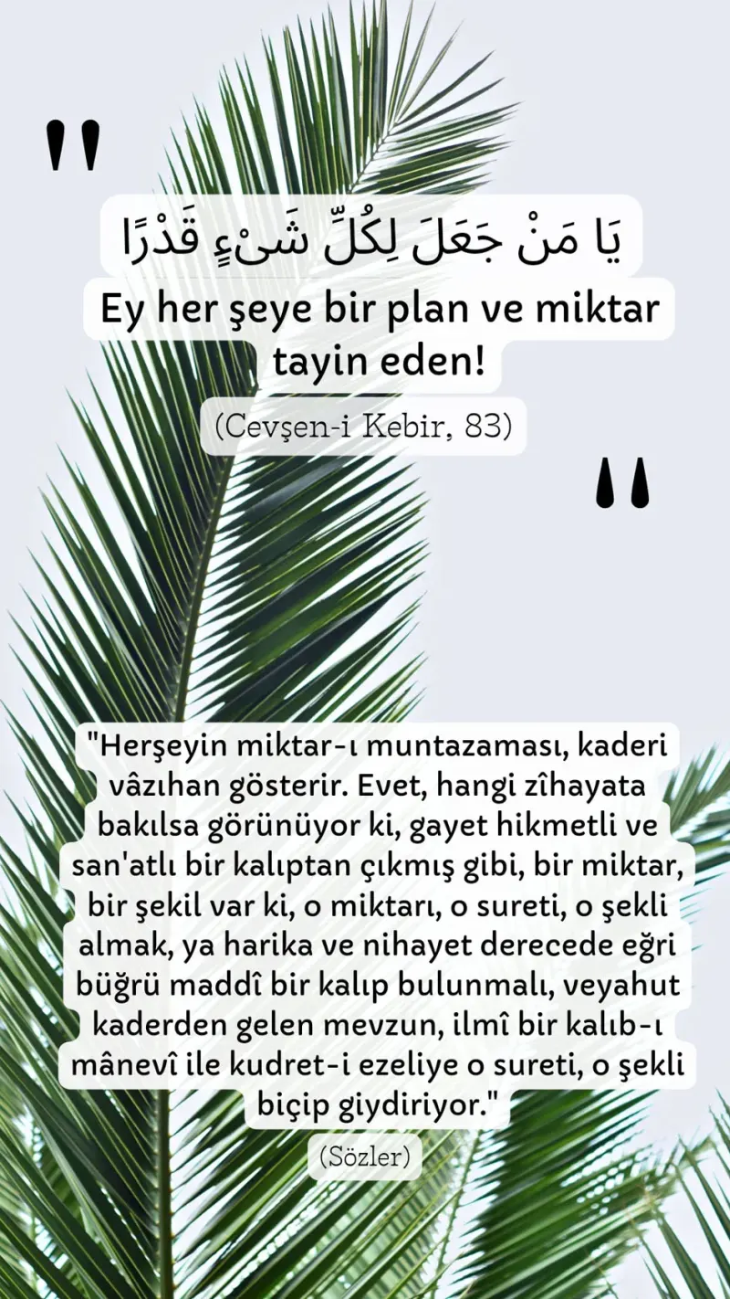 Vecize