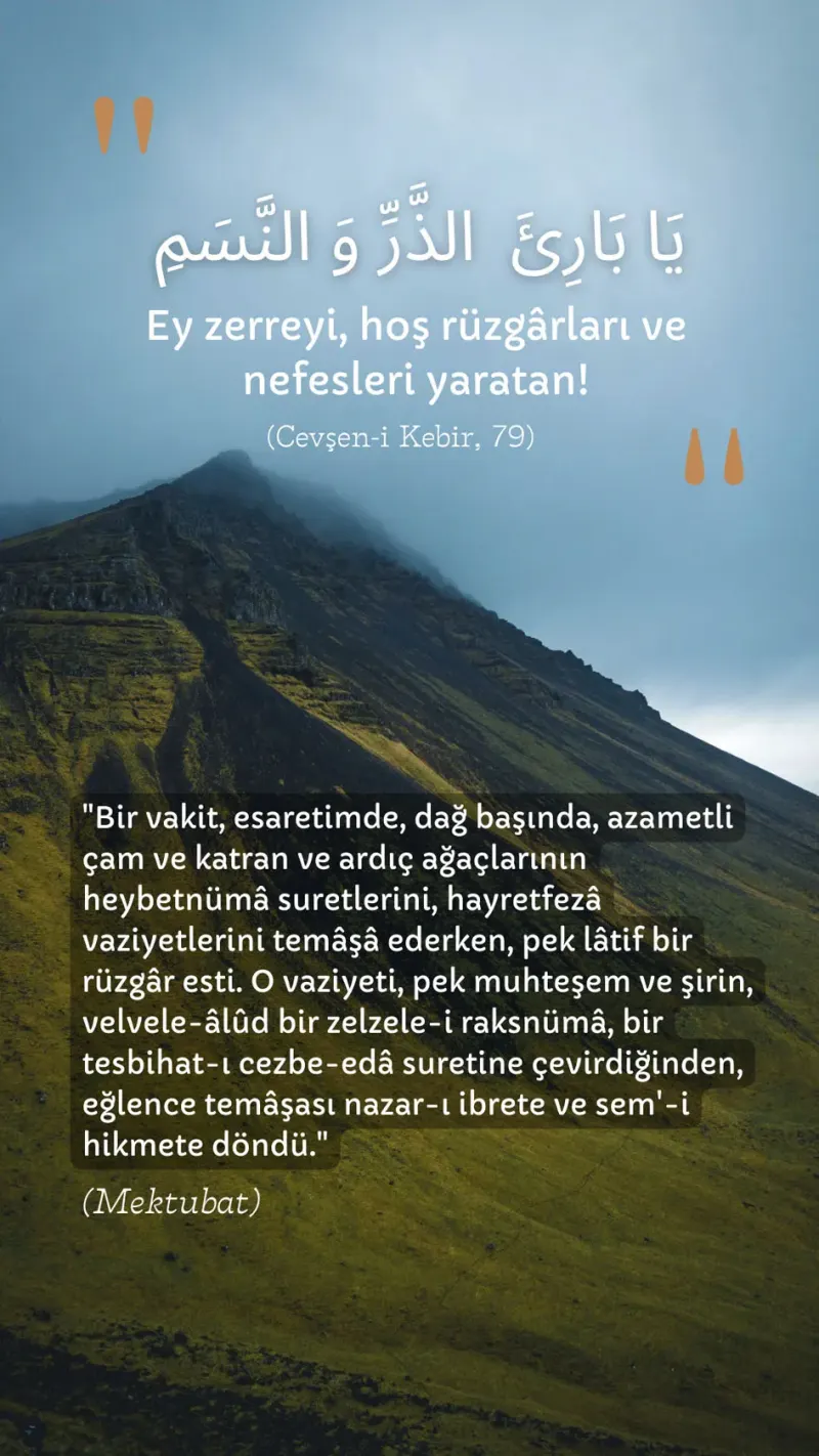 Vecize