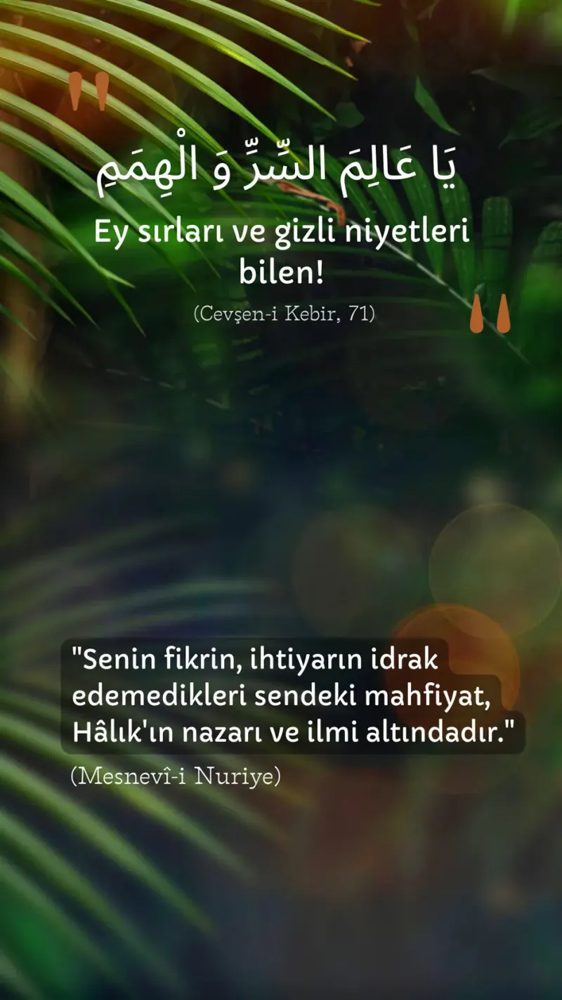 Vecize