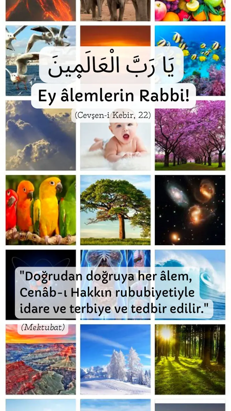 Vecize