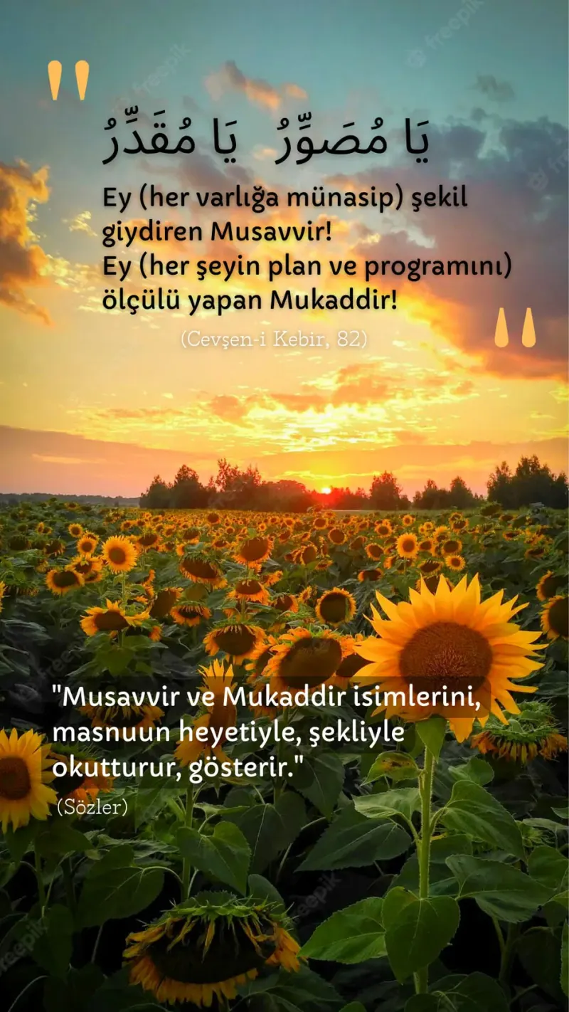 Vecize