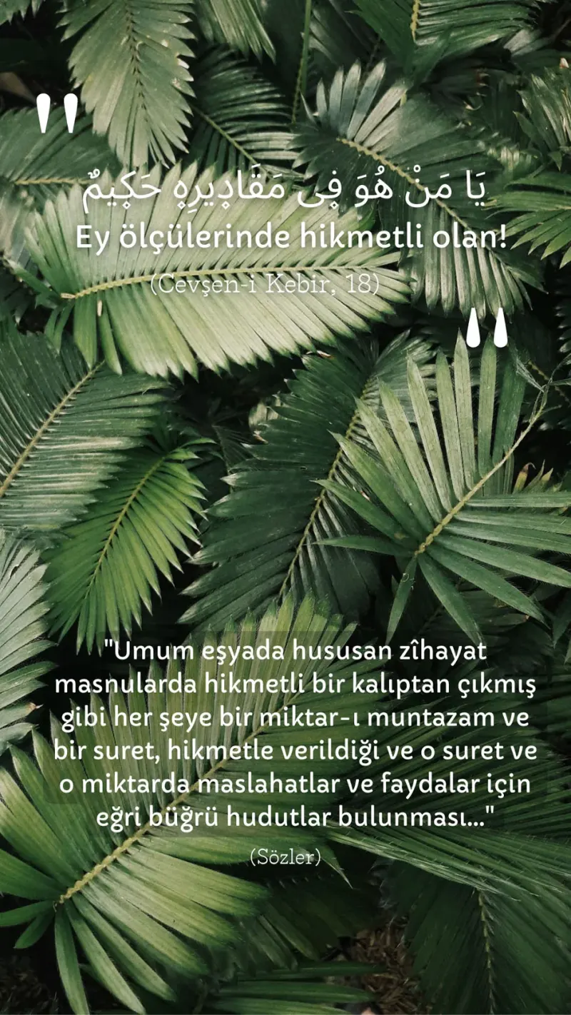 Vecize