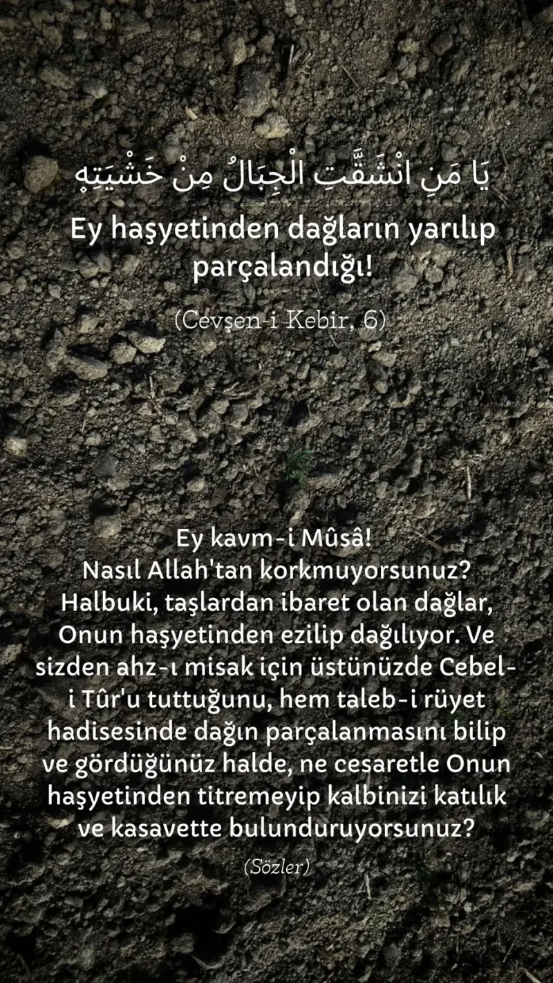 Vecize