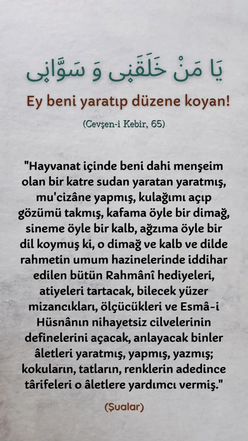 Vecize