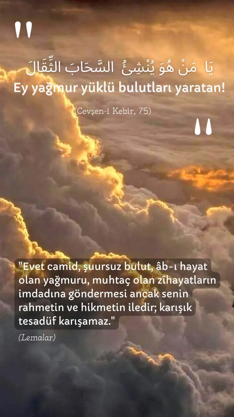 Vecize