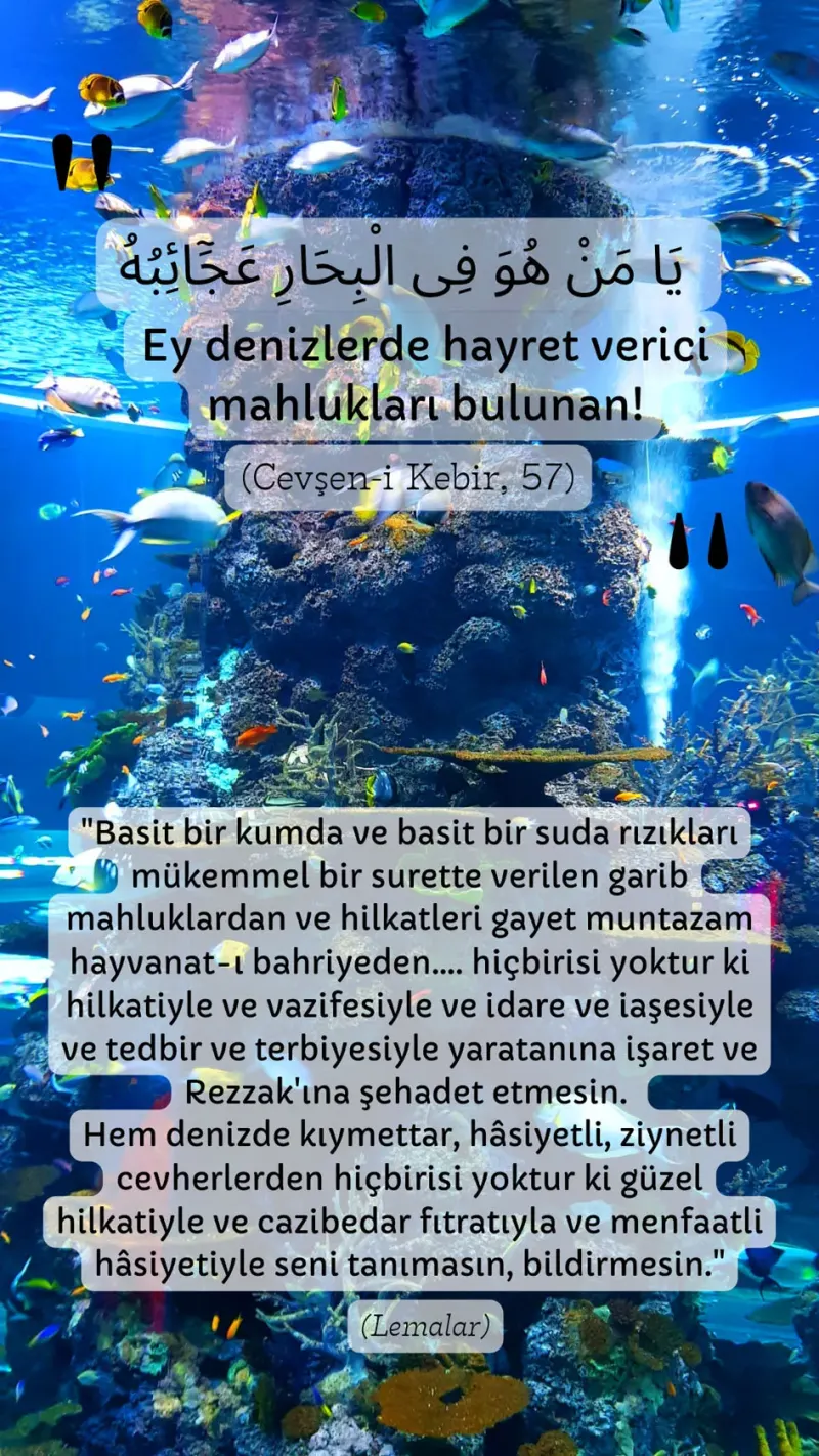 Vecize
