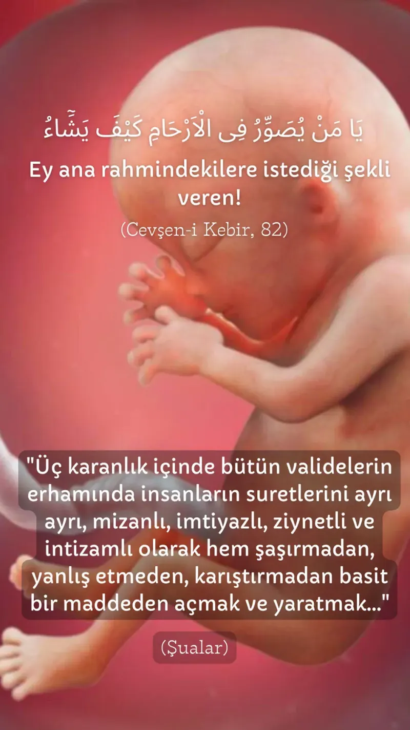 Vecize