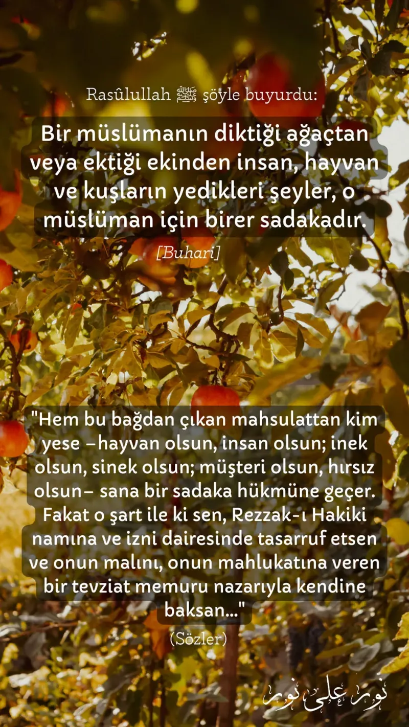 Vecize